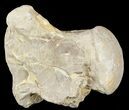 Mosasaur (Platecarpus) Dorsal Vertebrae - Kansas #54283-2